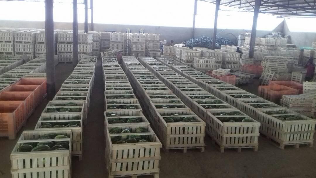 Notre hangar de conditionnement, caisses prêtes pour la distribution